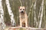 BORDER TERRIER 001